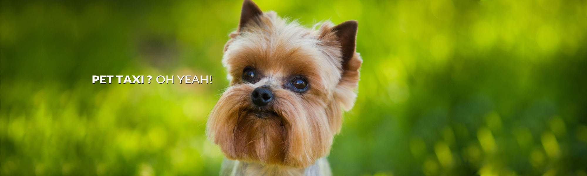 pet-taxi-about-header