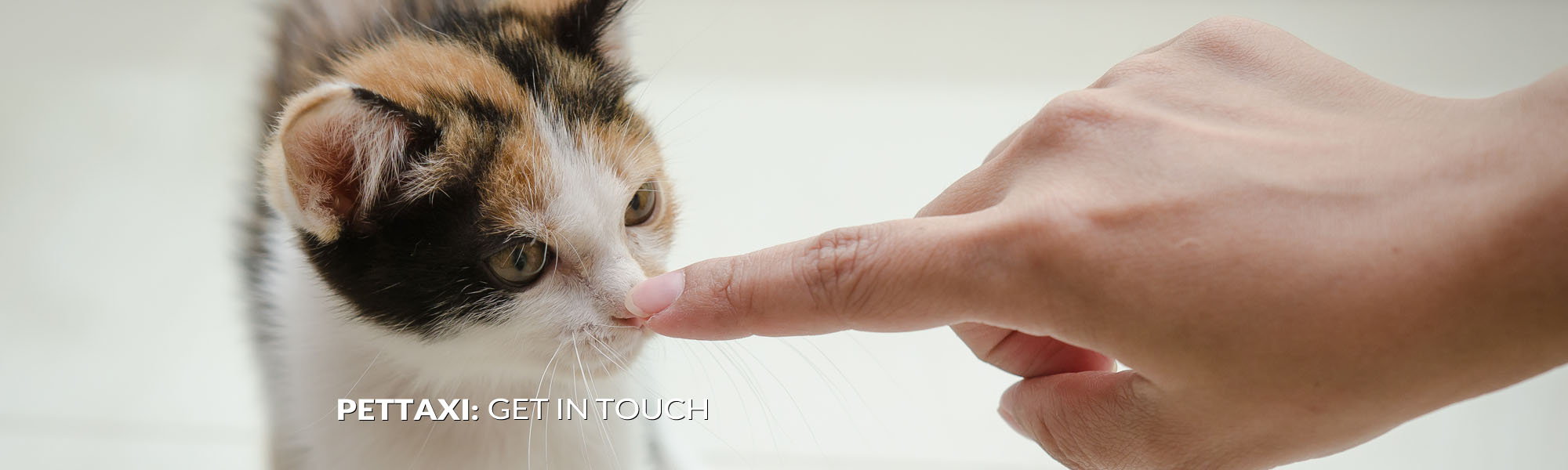 pet-taxi-get-in-touch-header