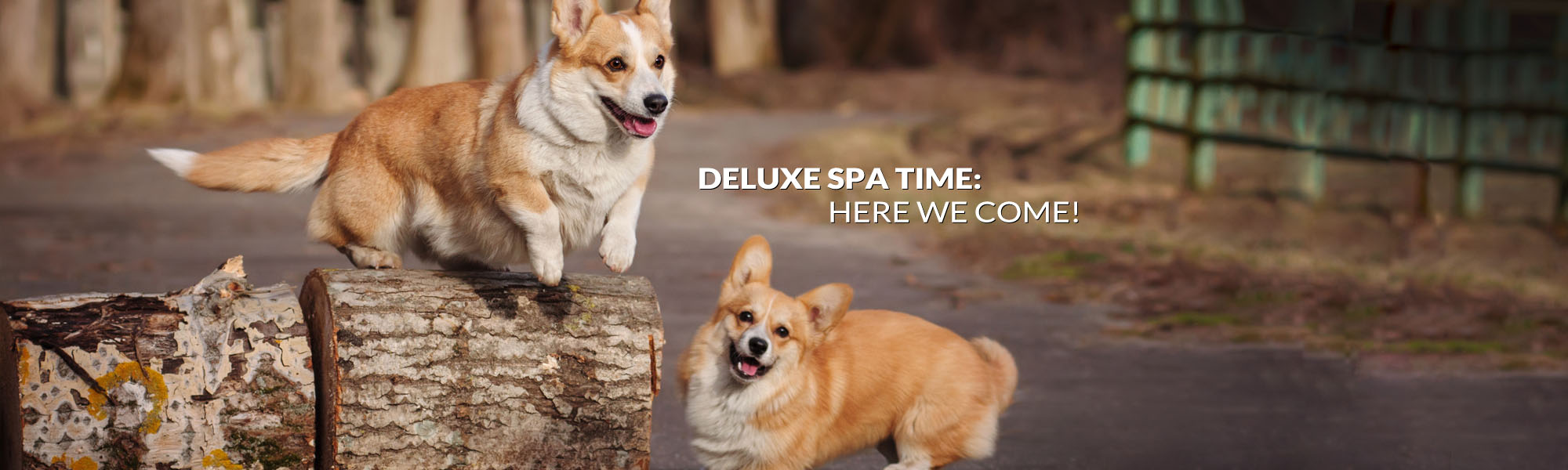 pet-taxi-grooming-spa-header