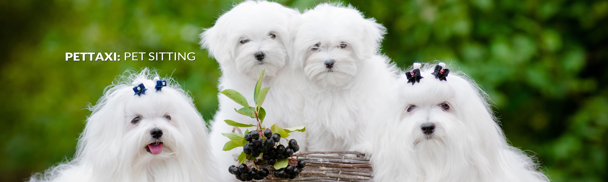 pet-taxi-pet-sitting-header