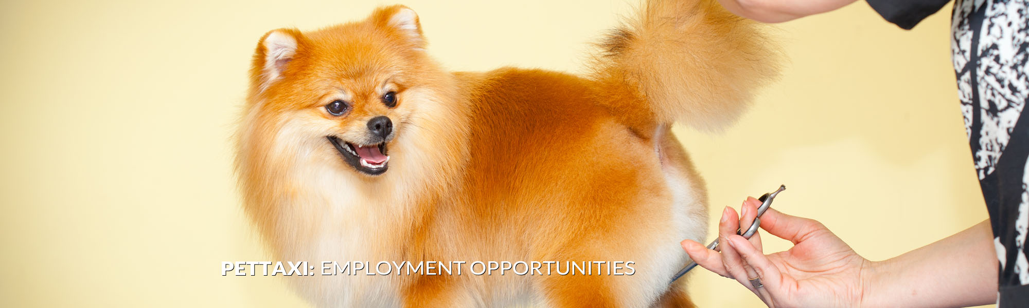 pet-taxi-employment-header1